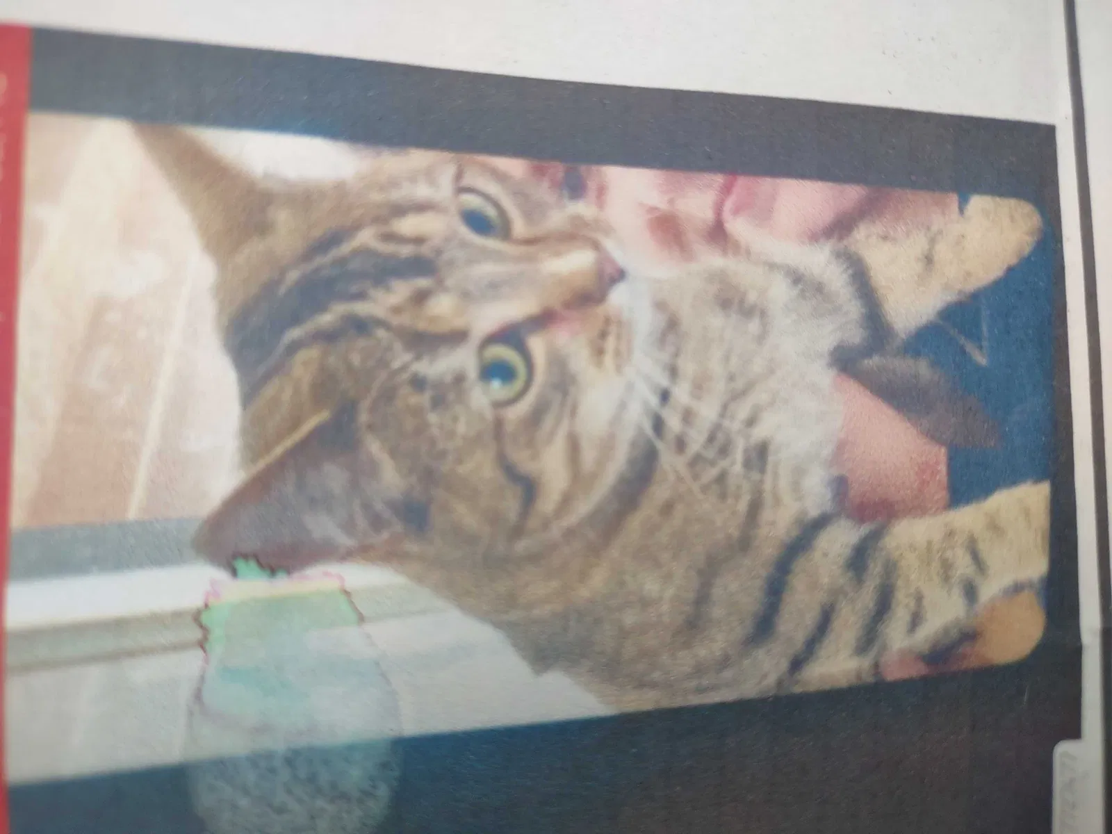 Lost cat in Independence, MO, 64055