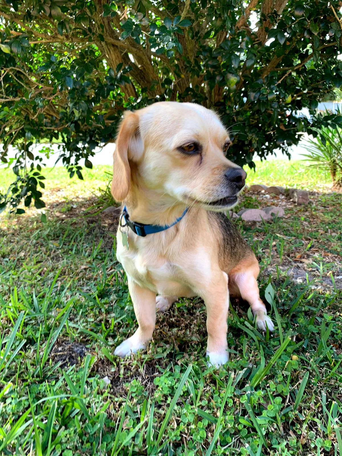Lost dog in Kissimmee, FL, 34743