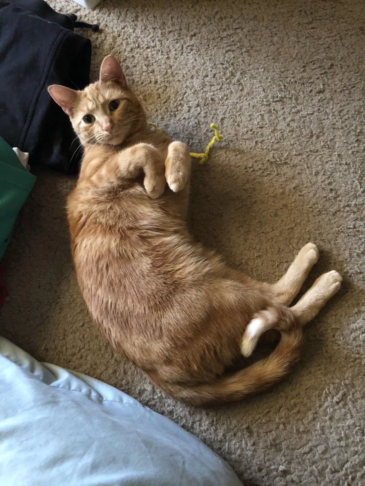 Lost cat in Denver, CO, 80233