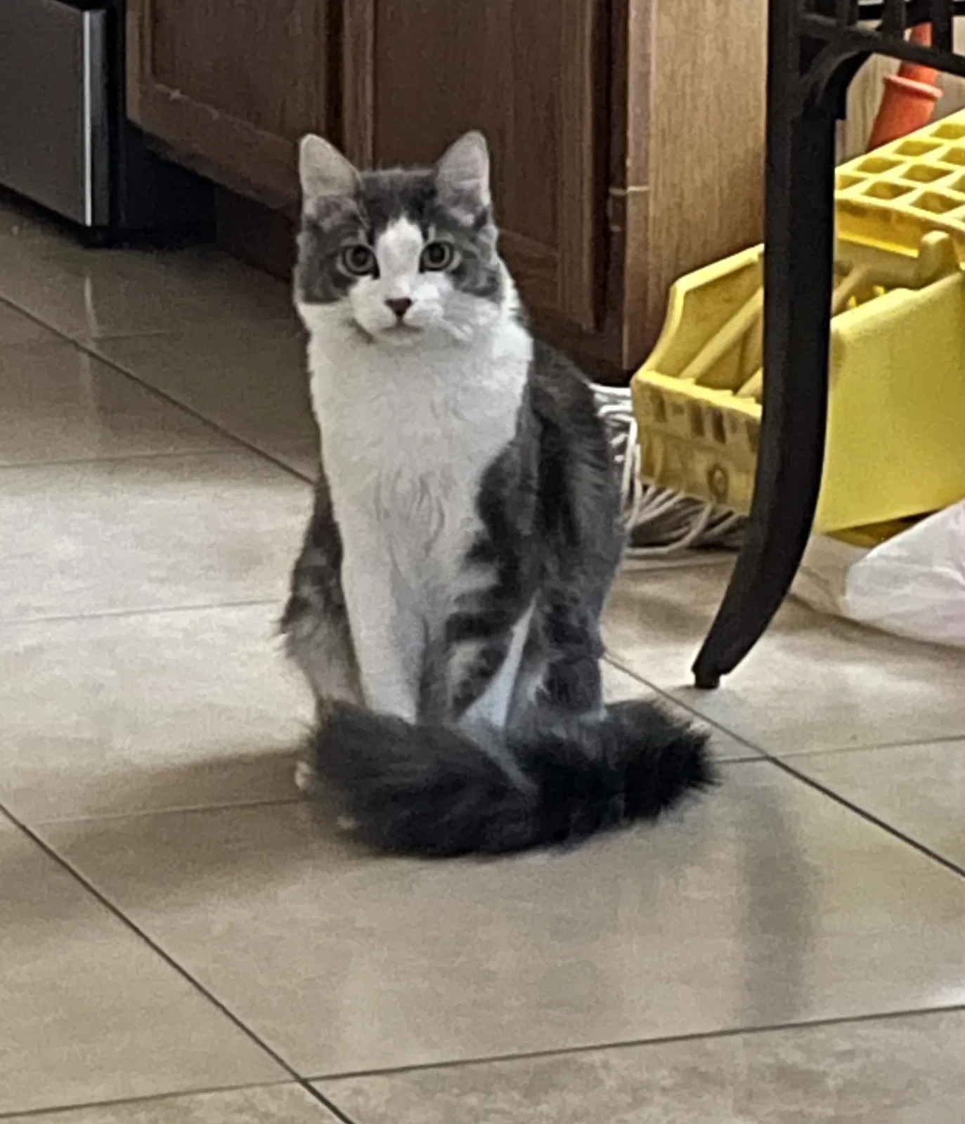 Lost cat in Phoenix, AZ, 85041