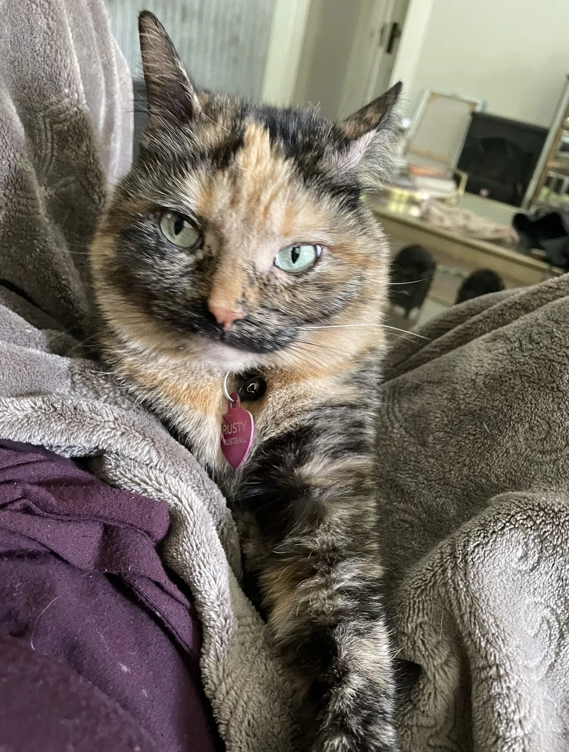 Lost cat in Tomball, TX, 77375