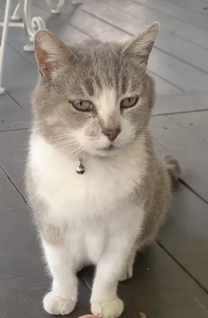 Lost cat in Auburn, CA, 95603