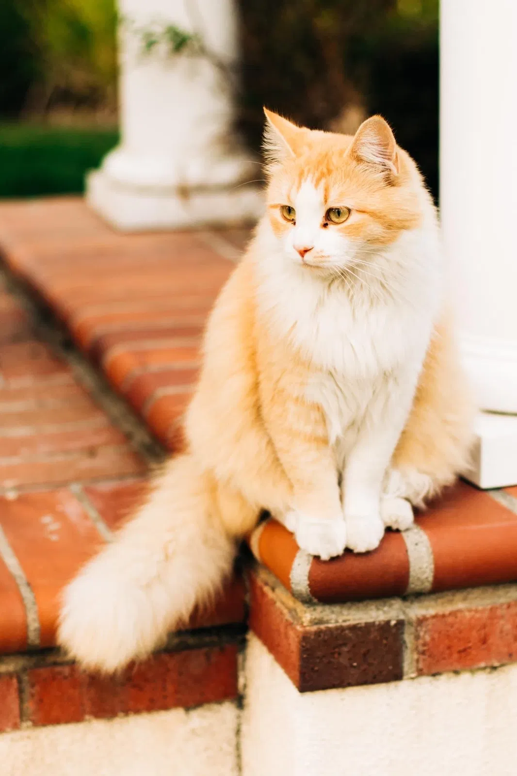 Lost cat in Temecula, CA, 92591