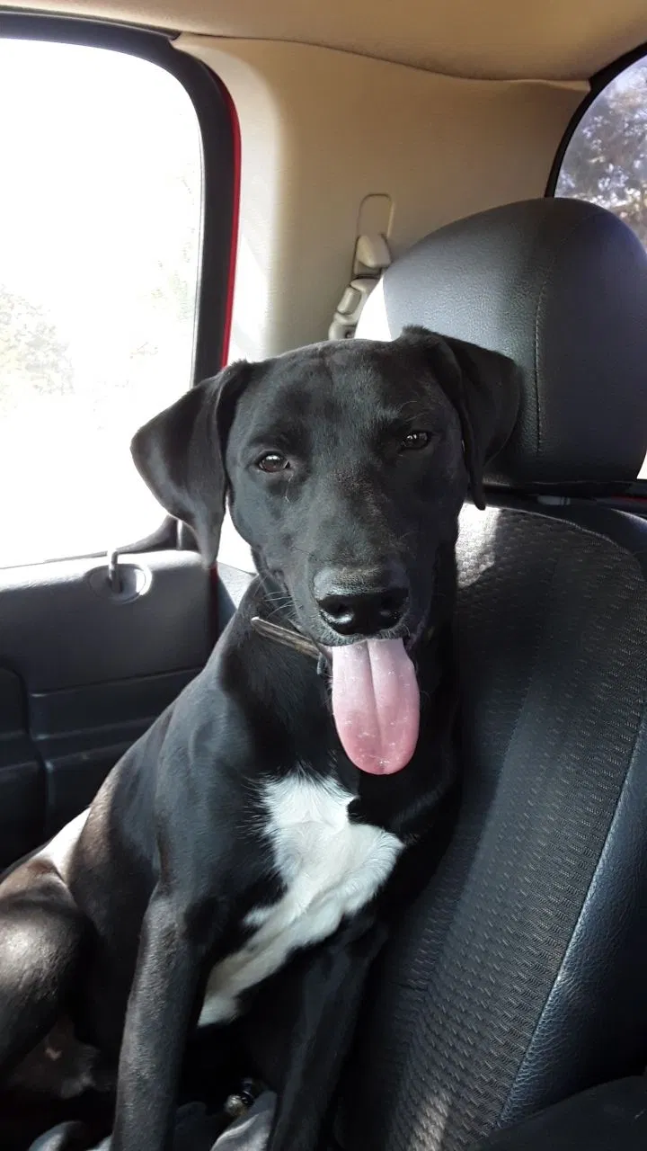 Lost dog in Paradise, TX, 76073