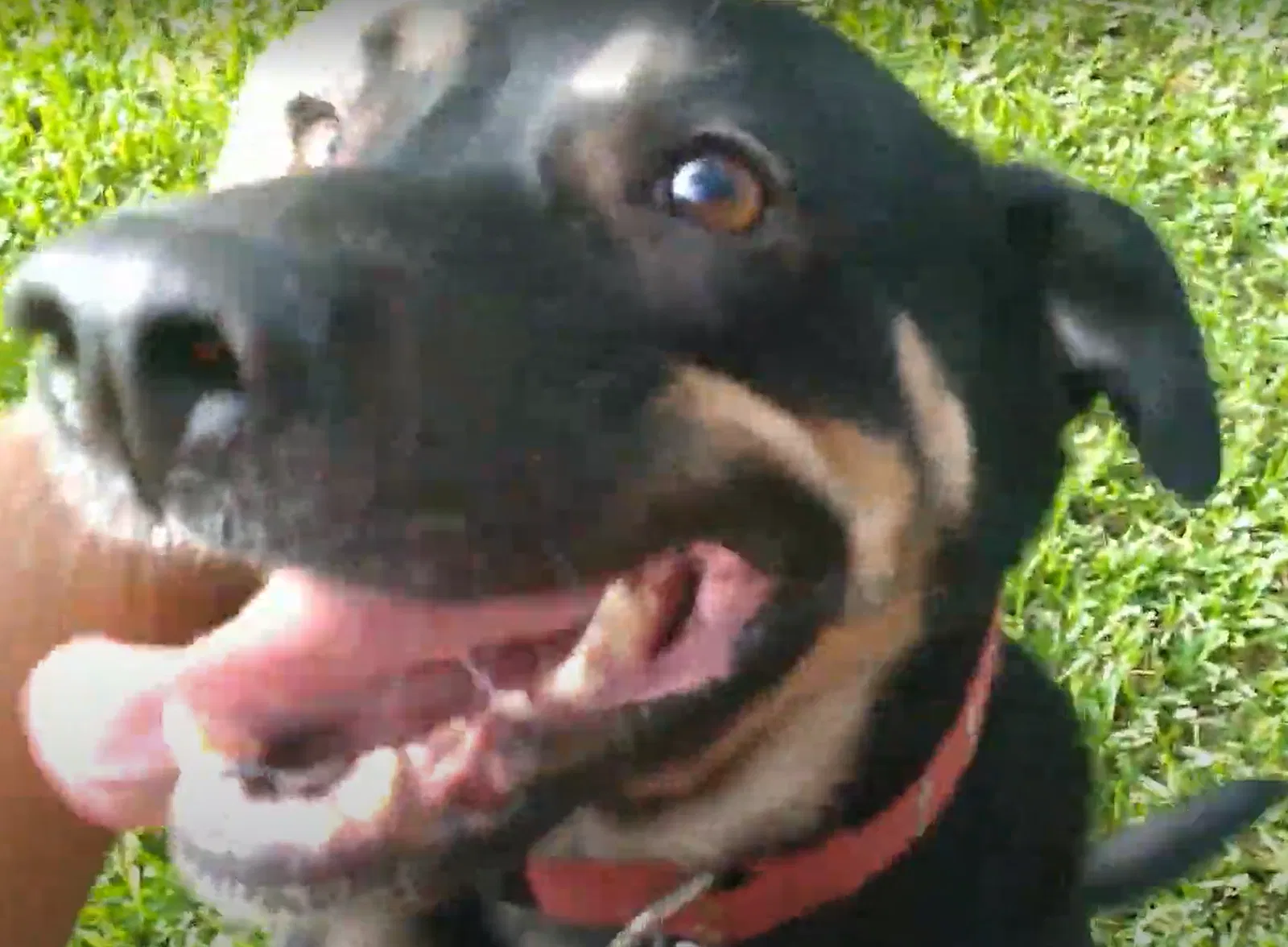 Lost dog in Fort Lauderdale, FL, 33319