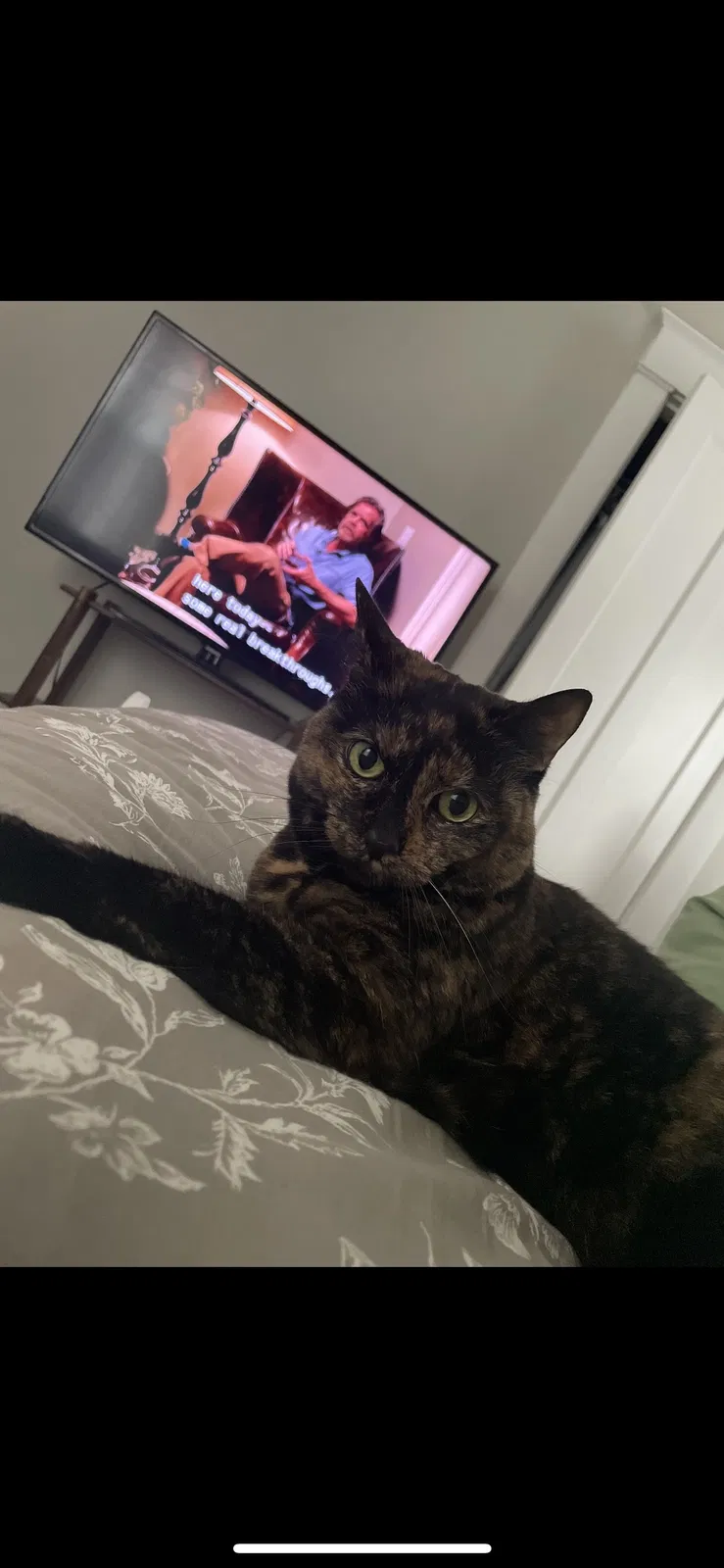 Lost cat in Cincinnati, OH, 45212