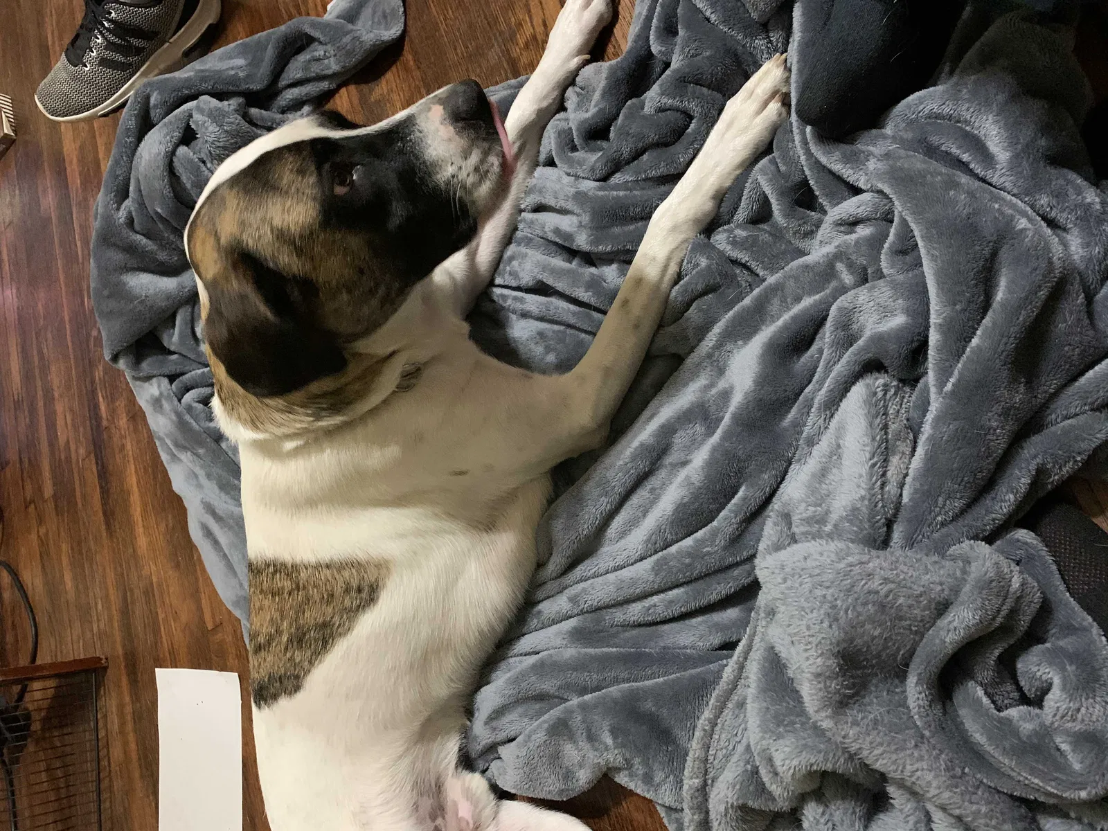 Lost dog in Wichita, KS, 67214