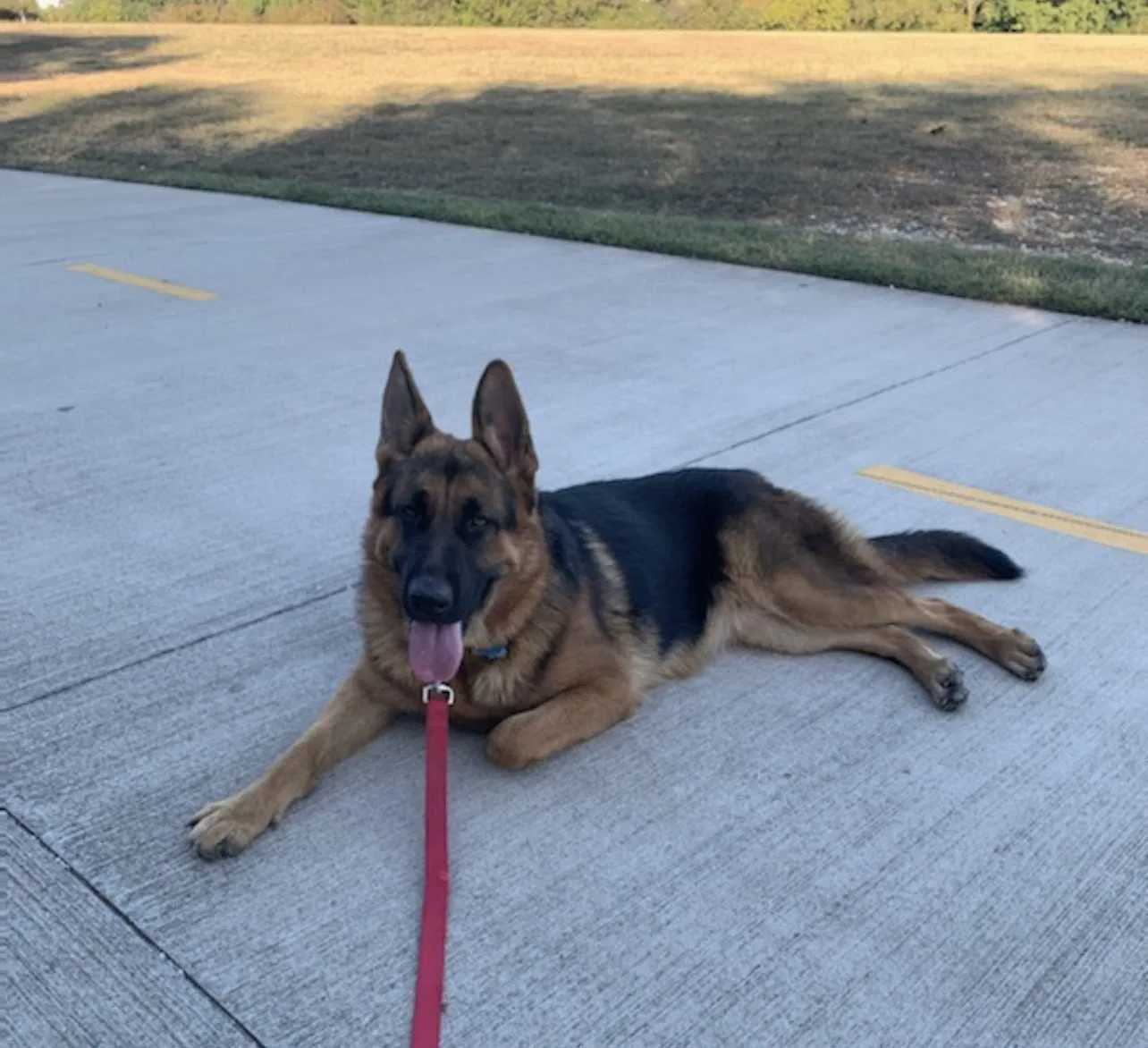Lost dog in Dallas, TX, 75237