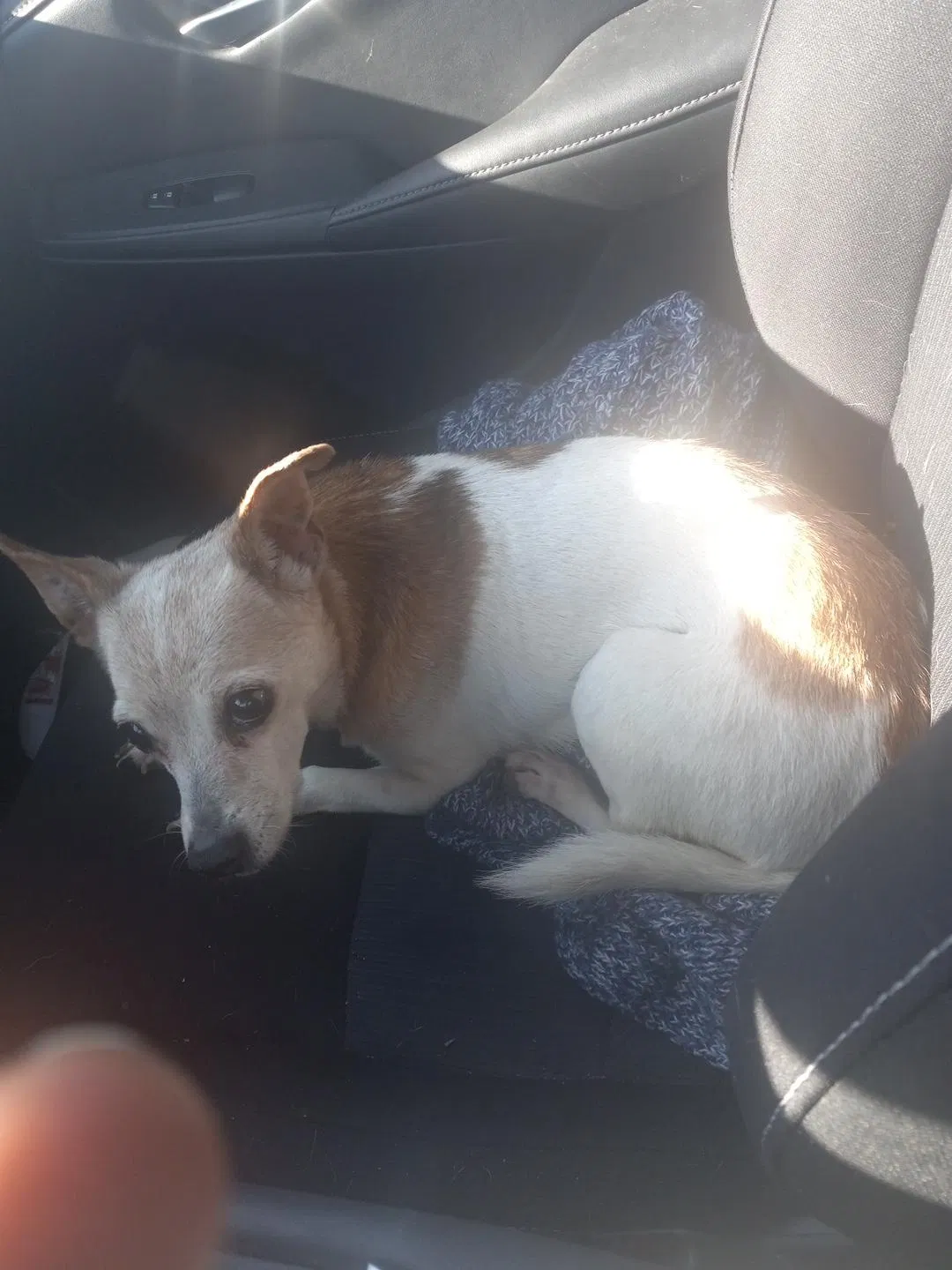 Lost dog in Horn Lake, MS, 38637