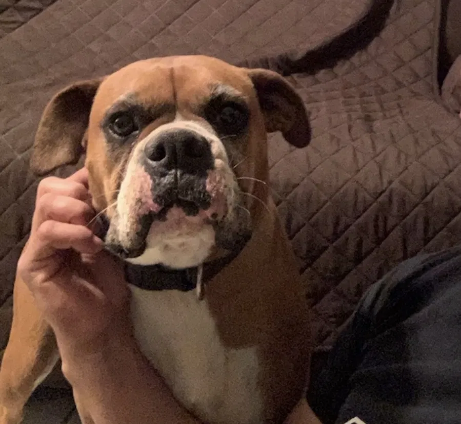 Lost dog in Dallas, TX, 75237
