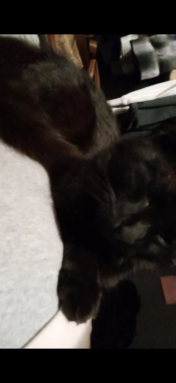 Lost cat in Auburn, IN, 46706