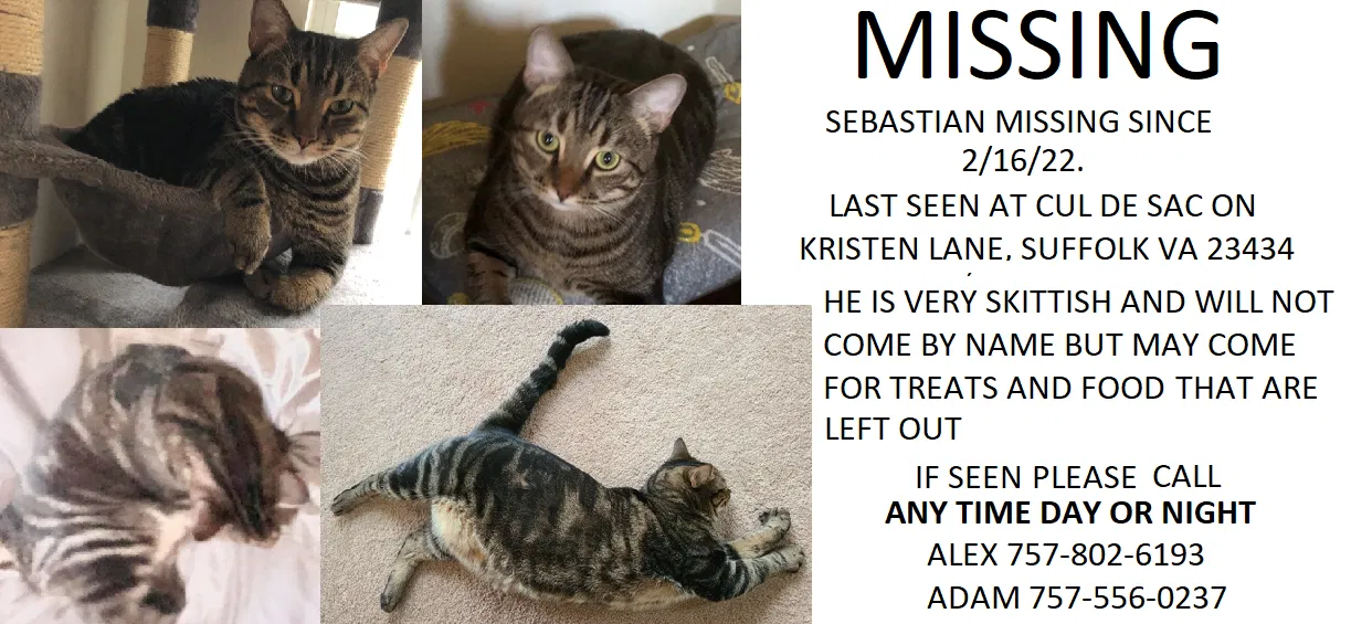 Lost cat in Suffolk, VA, 23434