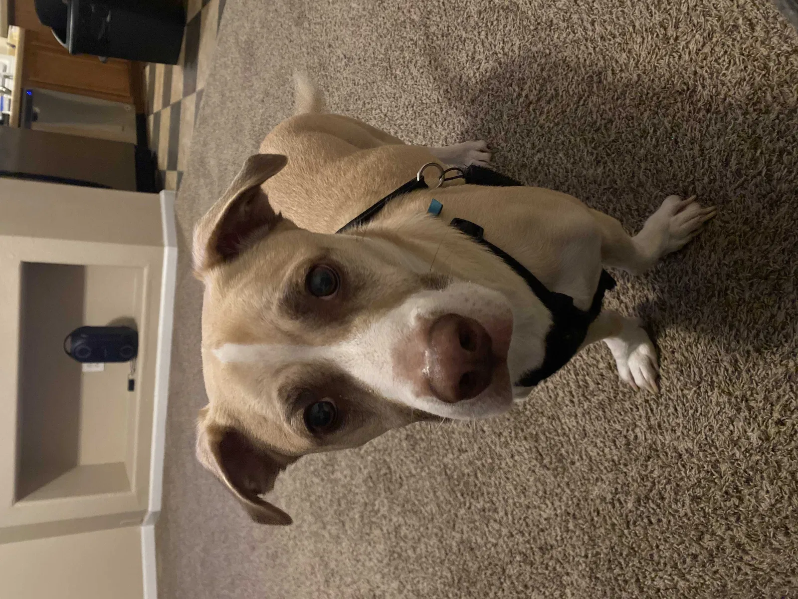 Lost dog in Grand Prairie, TX, 75050