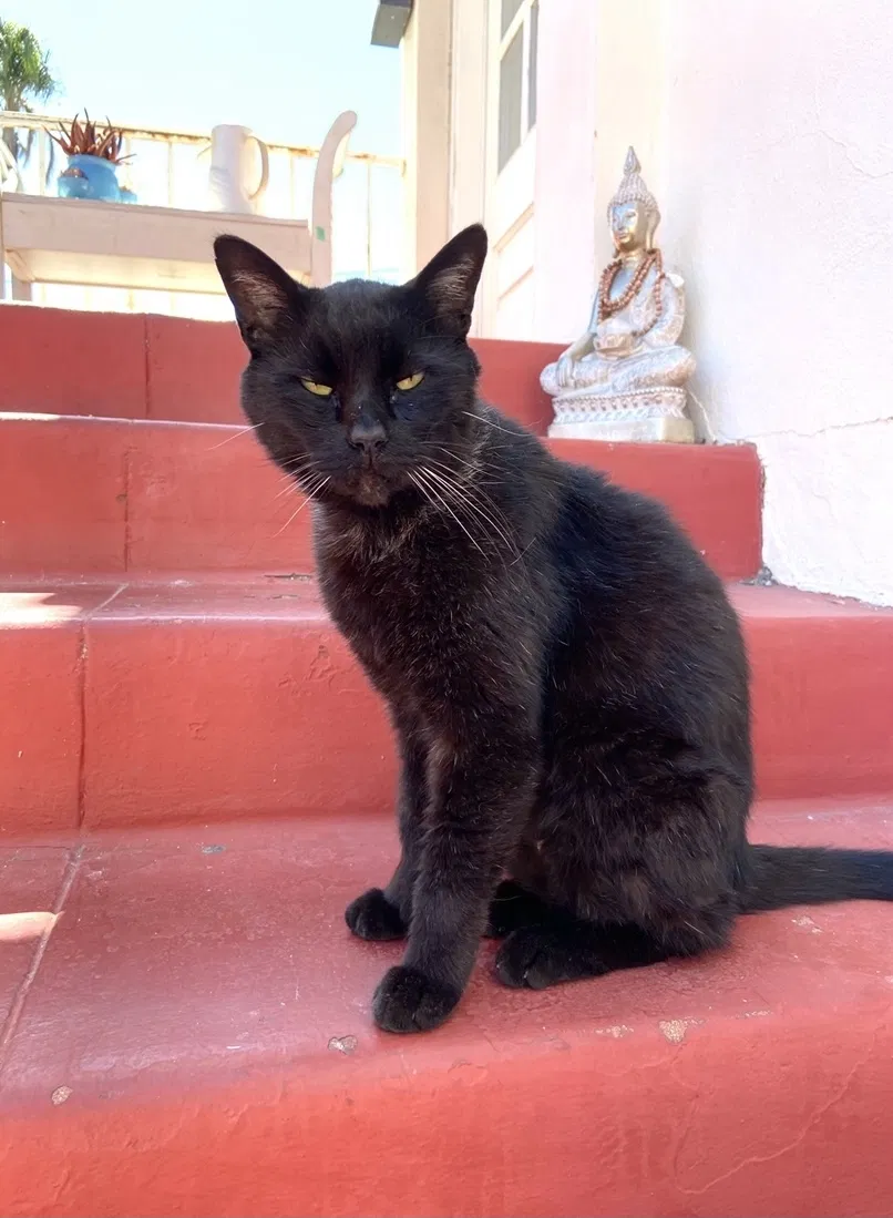 Lost cat in San Diego, CA, 92101