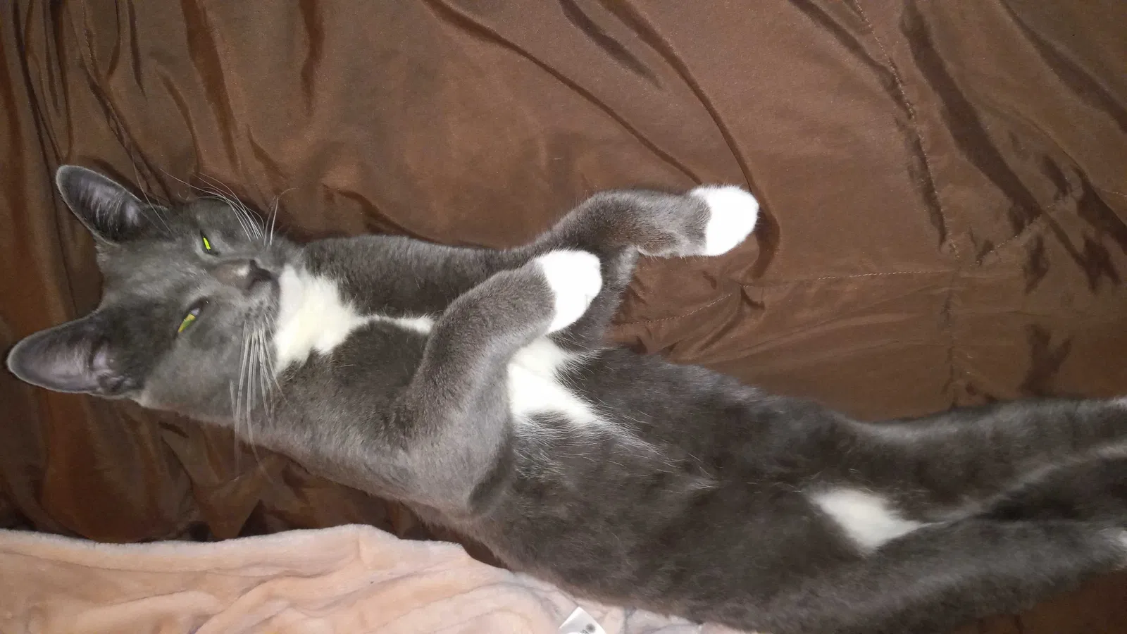 Lost cat in Saint Petersburg, FL, 33701