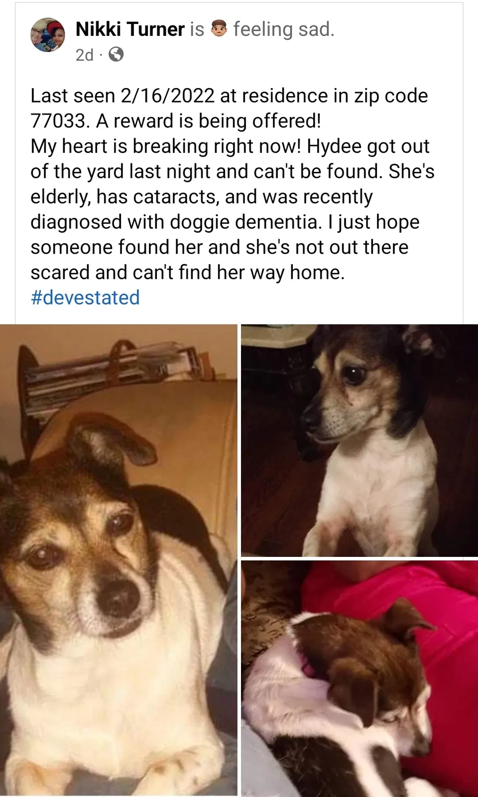 Lost dog in Houston, TX, 77033