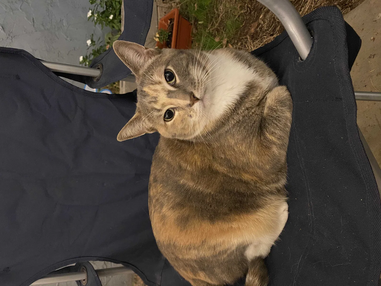 Lost cat in Glendale, AZ, 85301