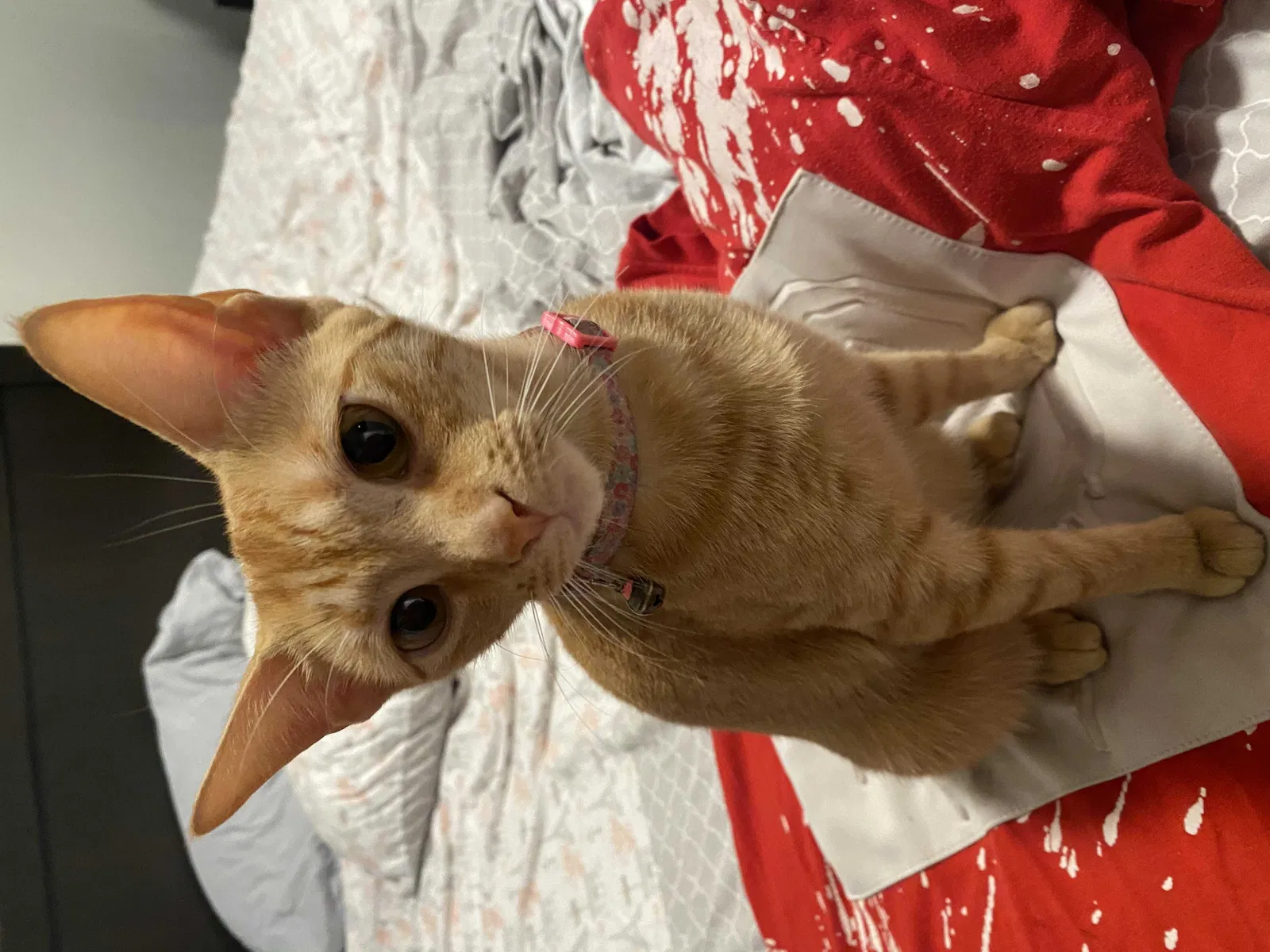 Lost cat in Clearwater, FL, 33756