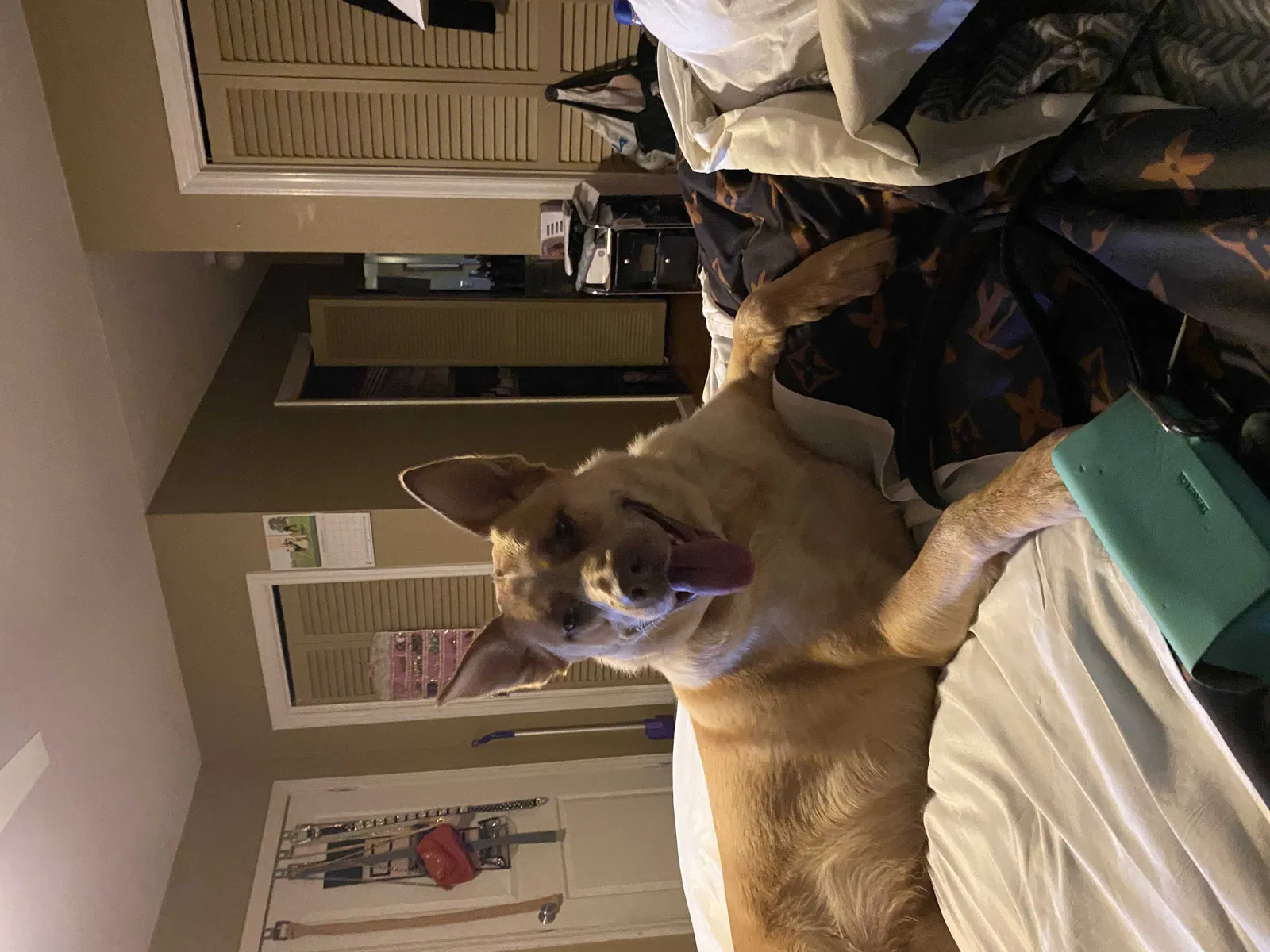Found dog in Charlotte, NC, 28216