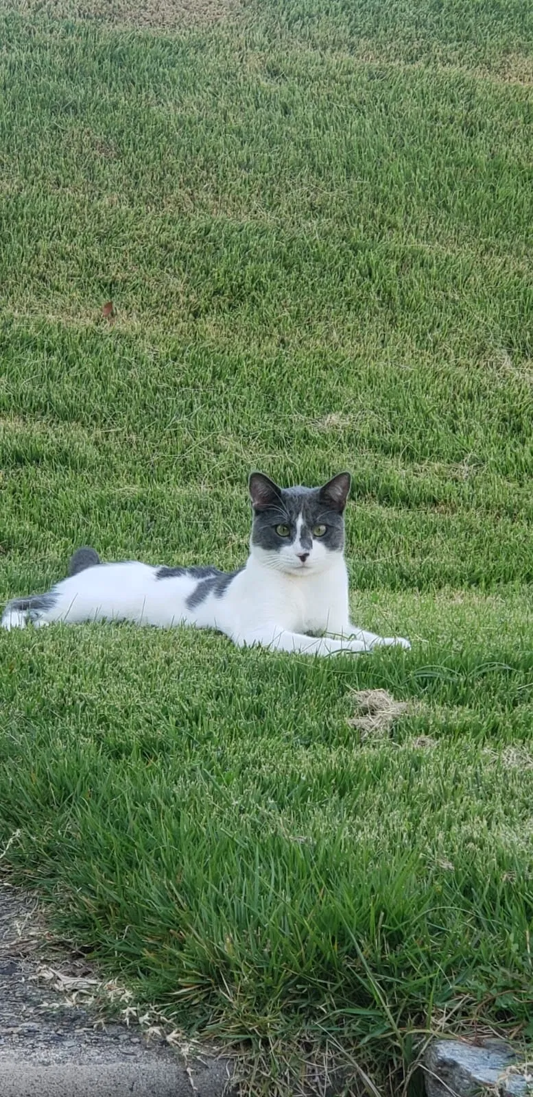 Lost cat in Philadelphia, PA, 19116
