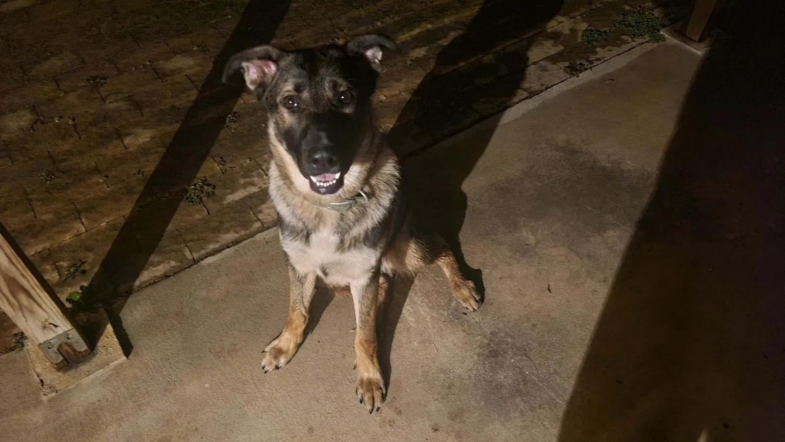 Found dog in Clarksville, TN, 37043