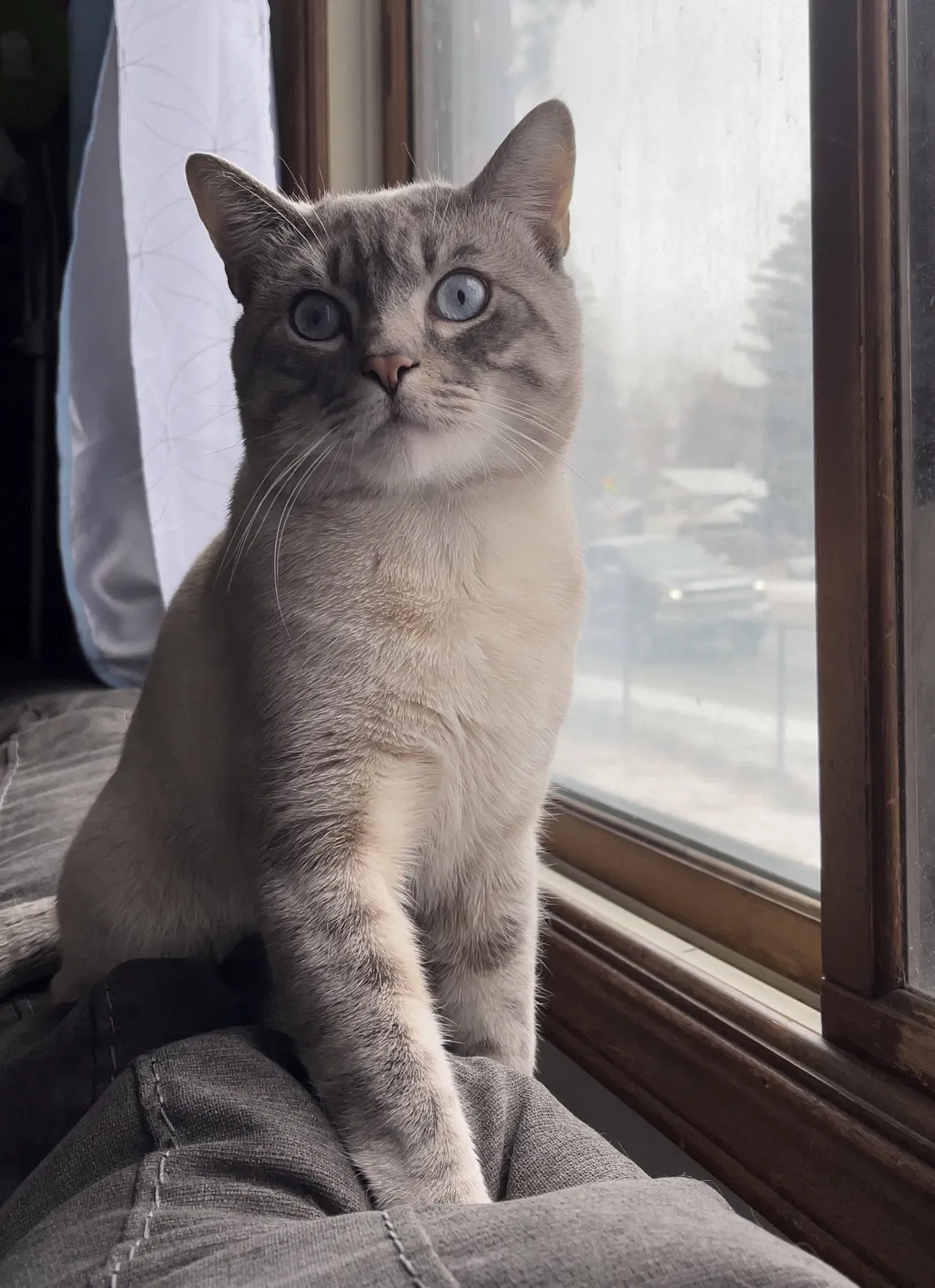 Lost cat in Fort Collins, CO, 80525