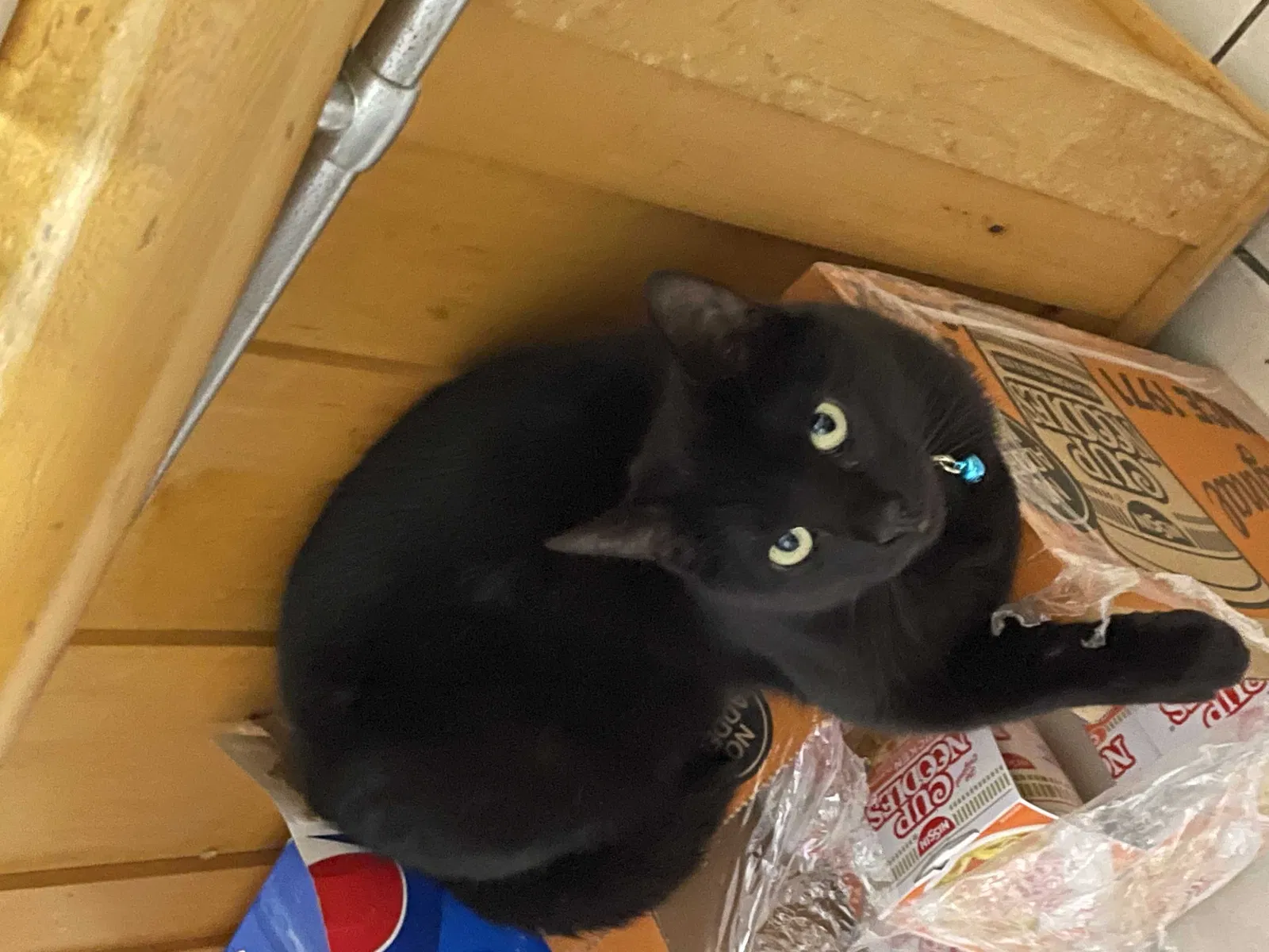 Lost cat in Wyandanch, NY, 11798