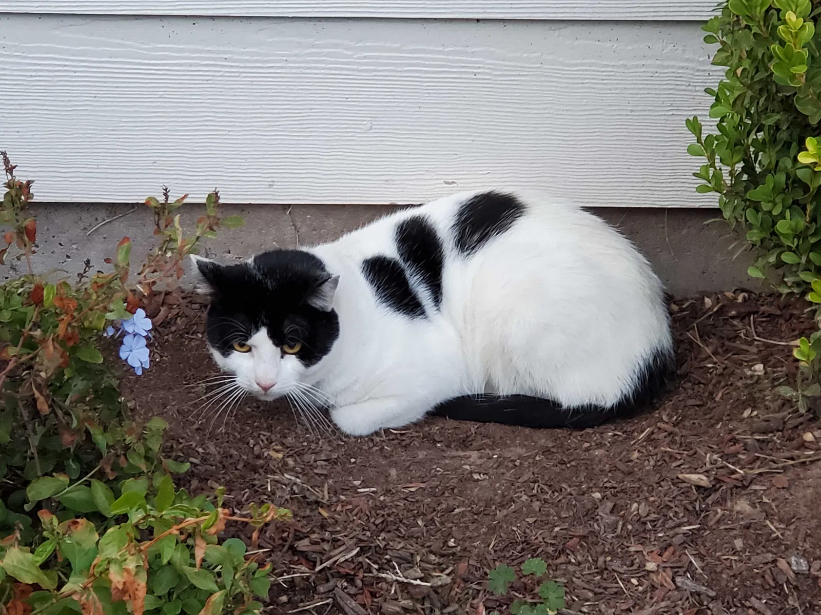 Found cat in Spring, TX, 77386