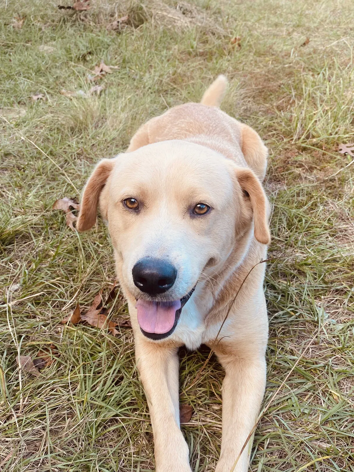 Lost dog in Elgin, SC, 29045