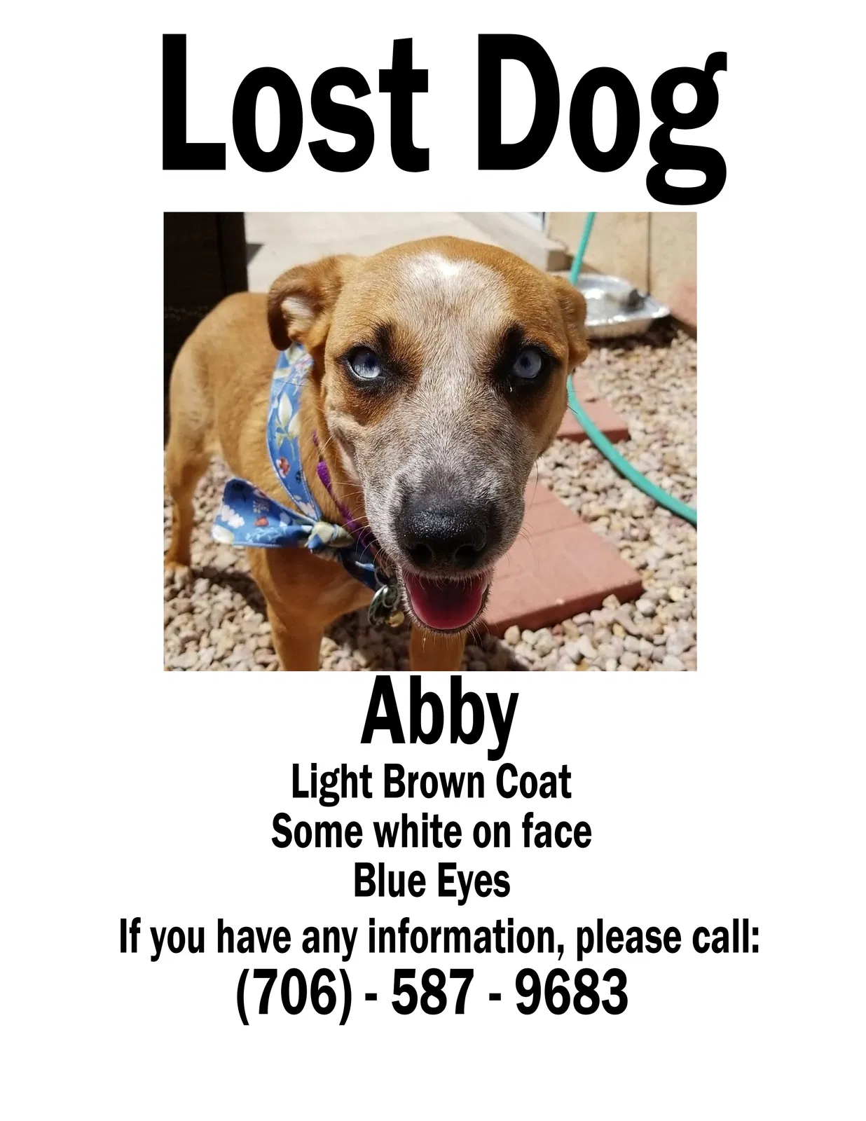 Lost dog in Arlington, VA, 22213