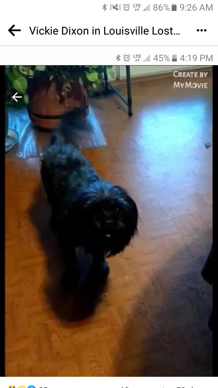 Lost dog in Louisville, KY, 40219