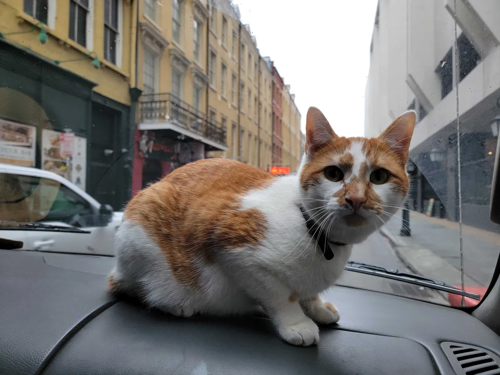 Lost cat in Huntington Beach, CA, 92648
