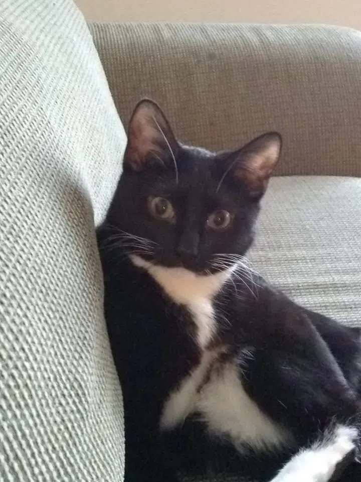 Lost cat in Appleton, WI, 54915