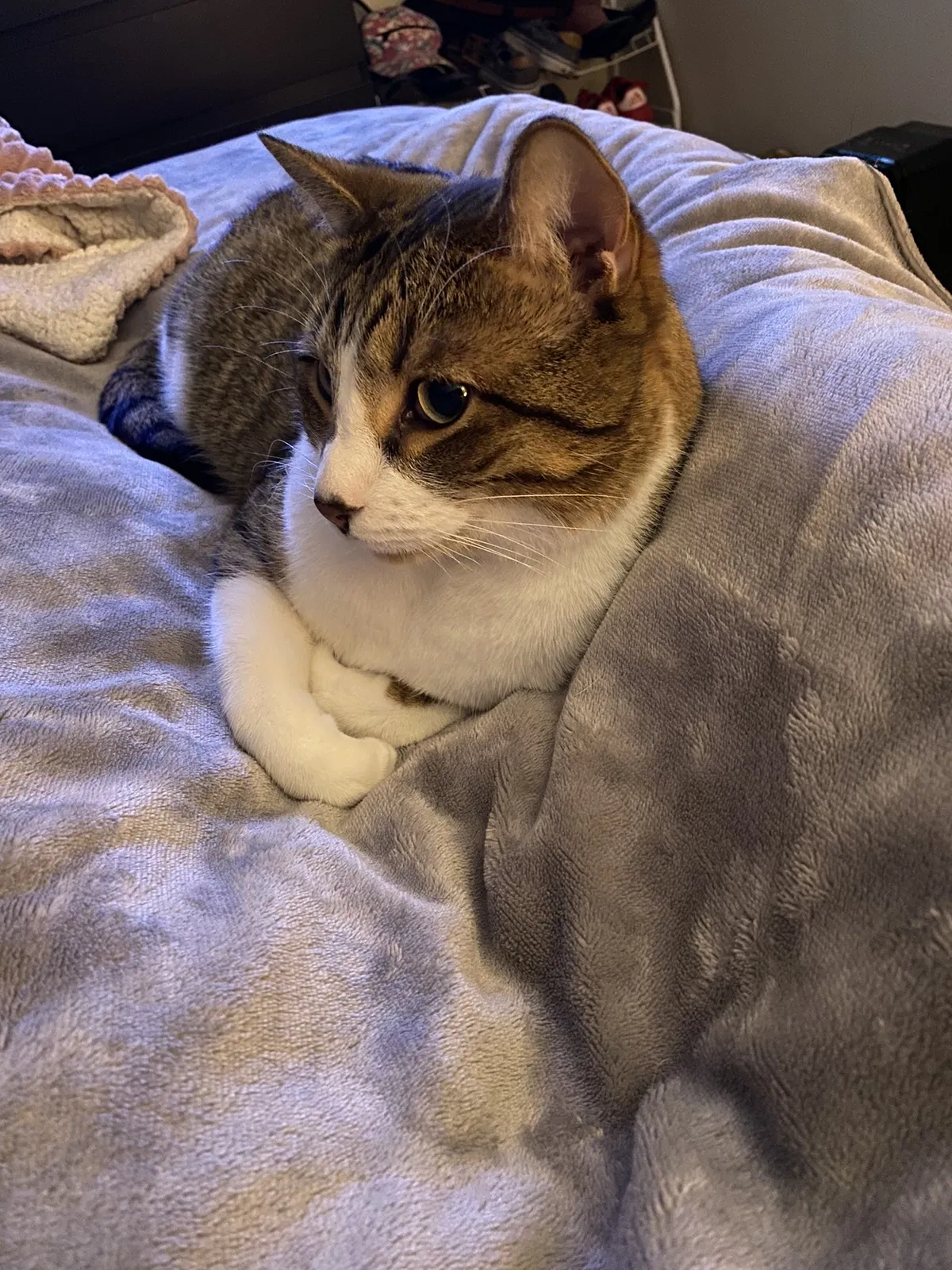 Lost cat in Alexandria, VA, 22314
