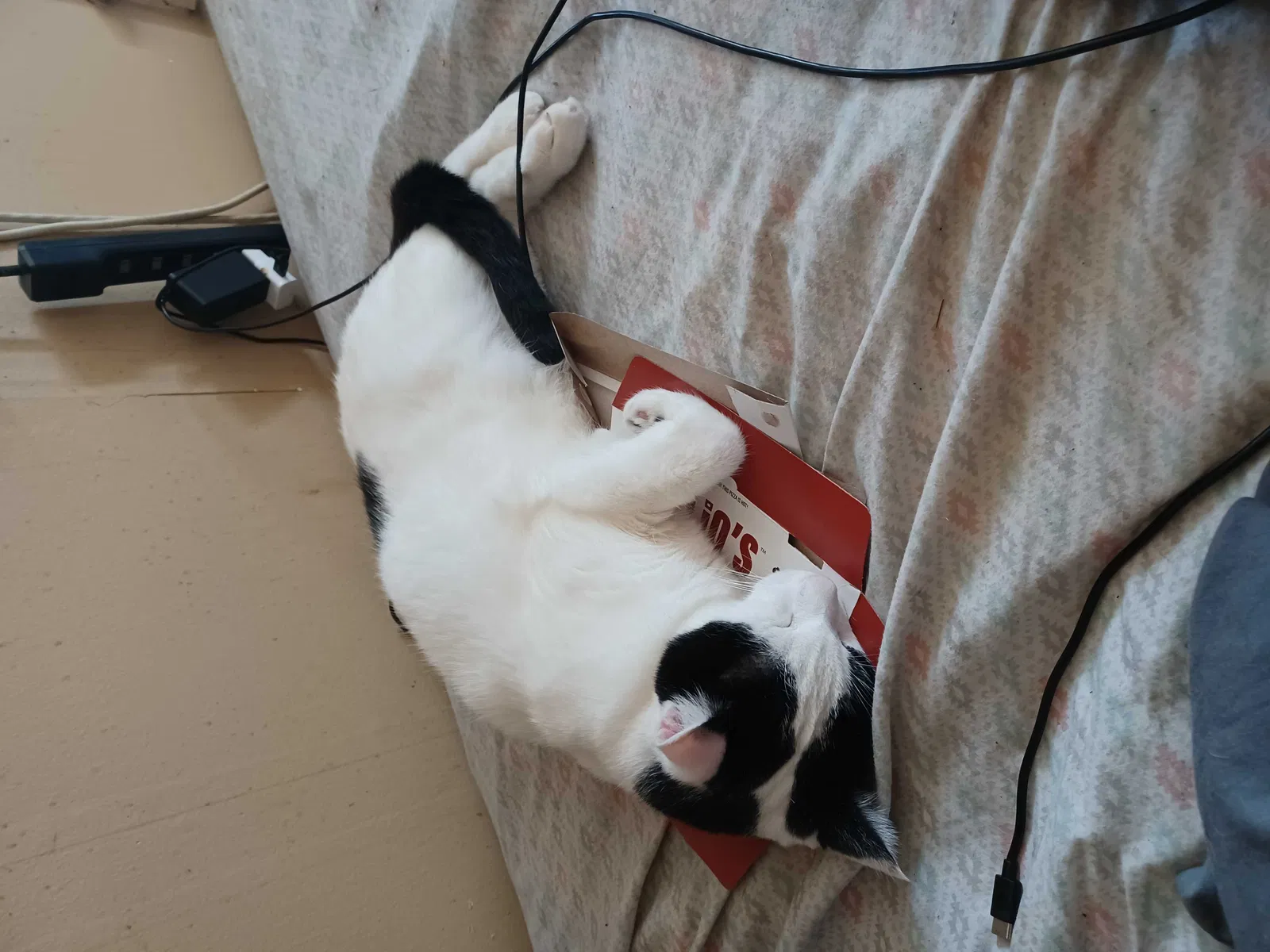 Lost cat in Old Hickory, TN, 37138