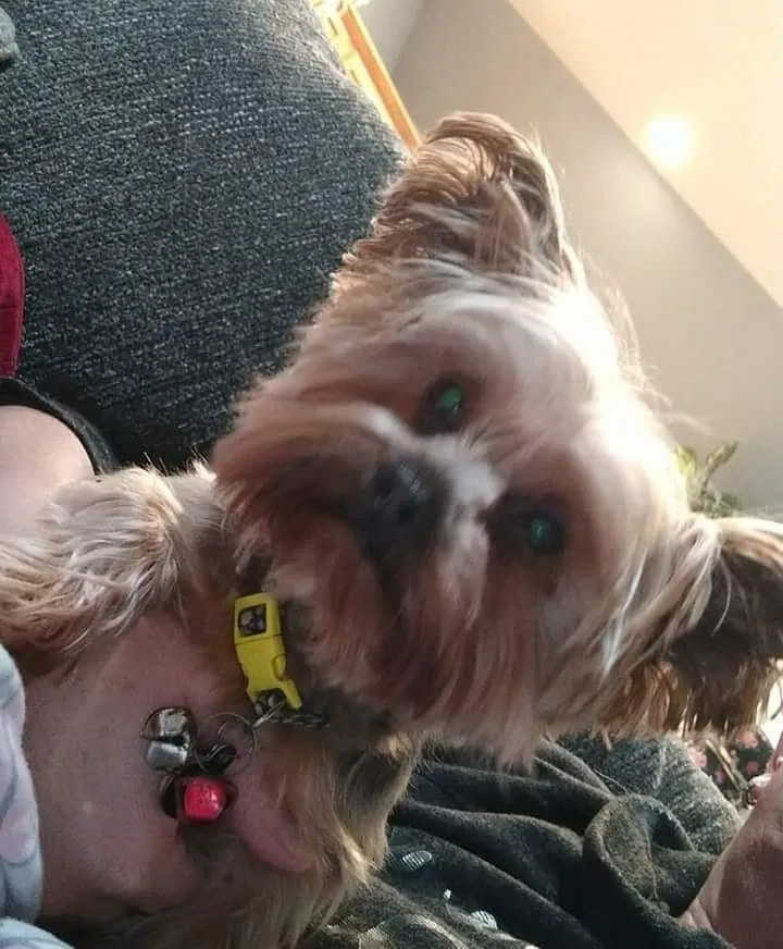 Lost dog in Georgetown, TX, 78626