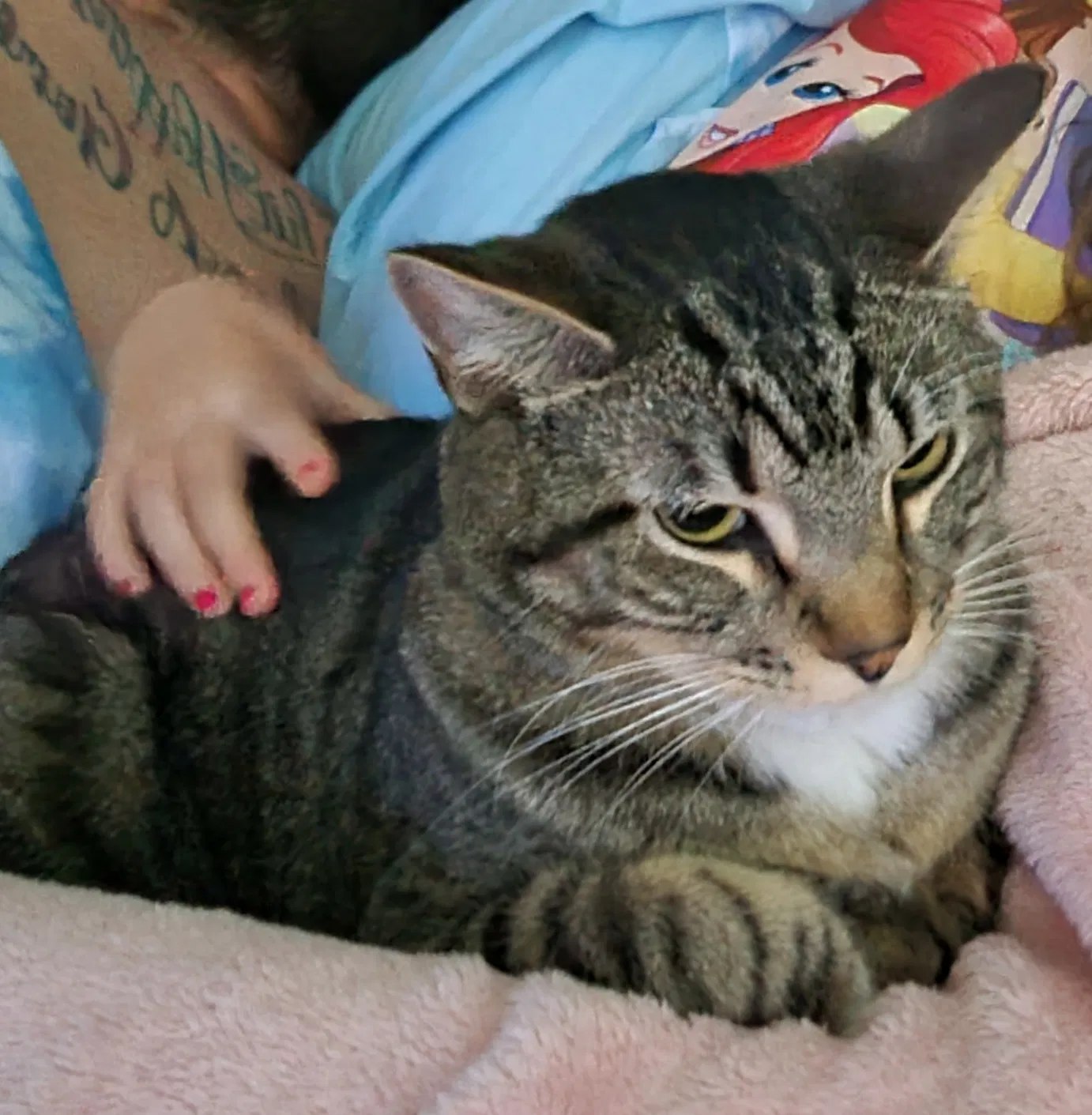 Lost cat in Cypress, TX, 77429