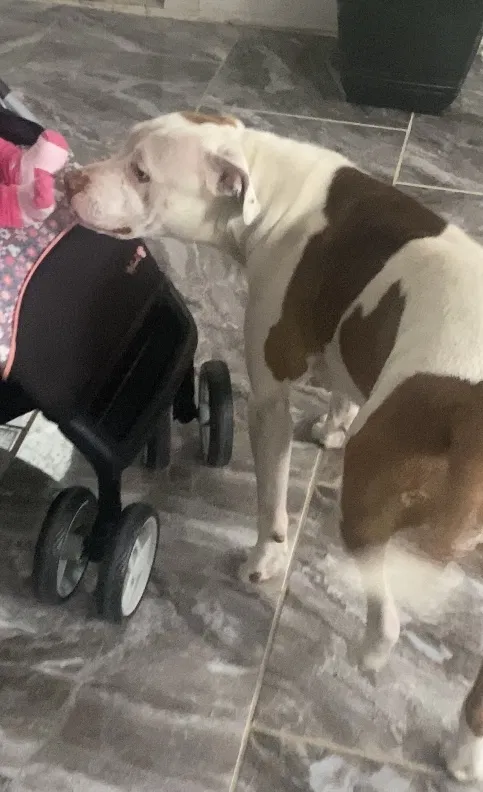 Lost dog in Dallas, TX, 75216