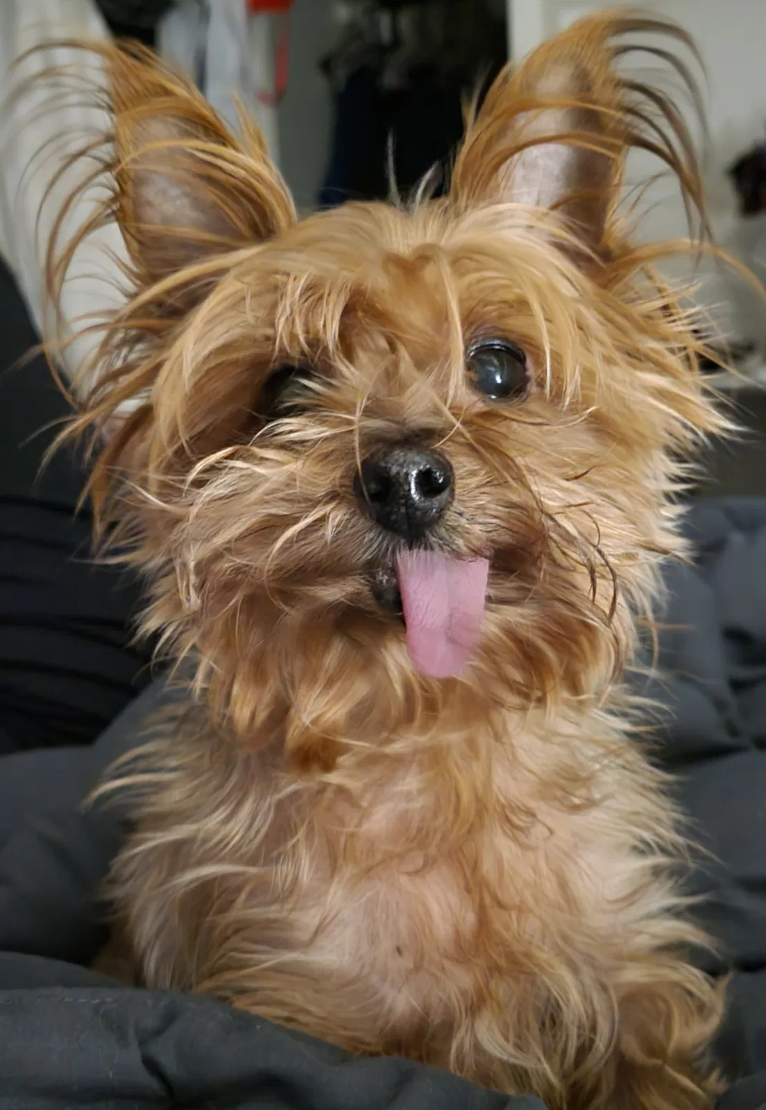 Lost dog in Austin, TX, 78722