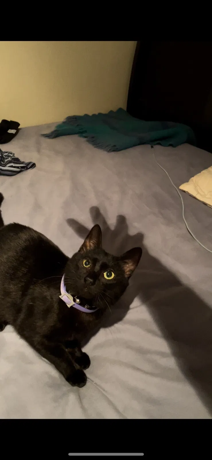 Lost cat in Harlingen, TX, 78552
