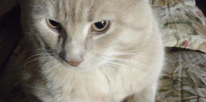 Lost cat in Plymouth, PA, 18651