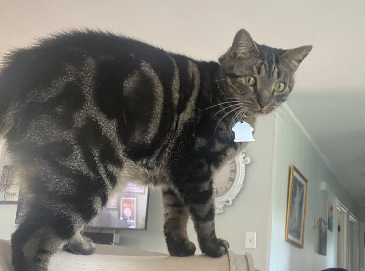 Lost cat in Gastonia, NC, 28056