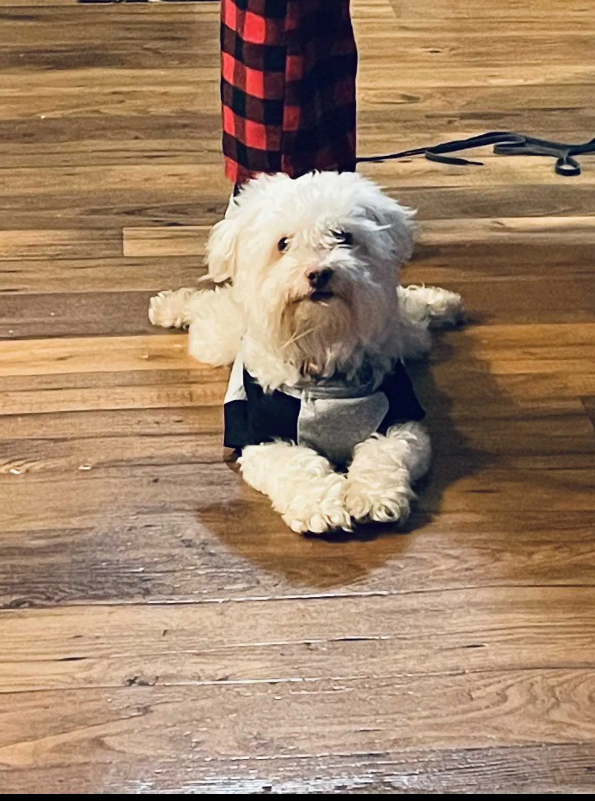 Lost dog in Dickinson, TX, 77539