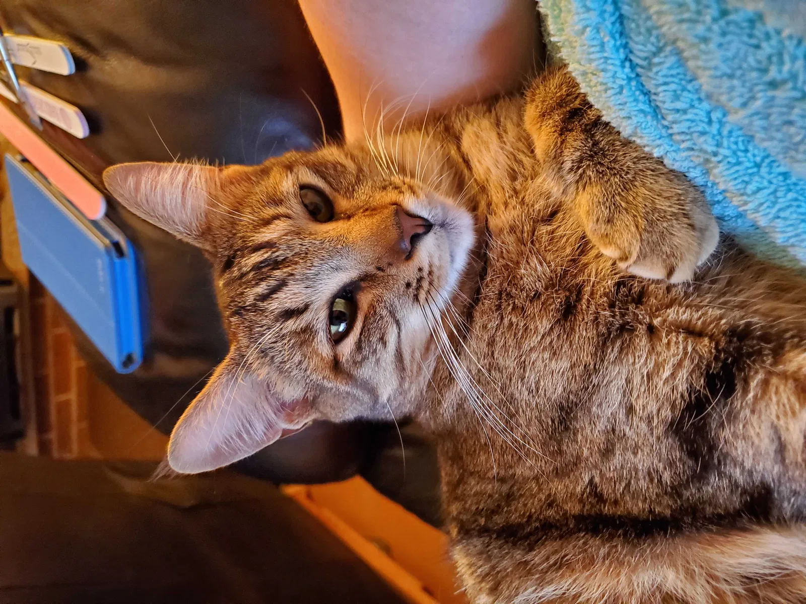 Lost cat in Mountlake Terrace, WA, 98043