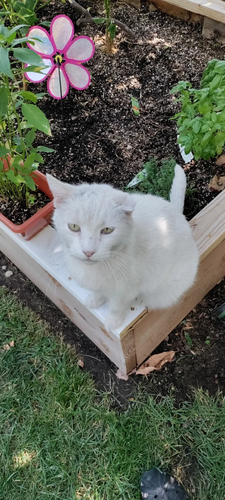 Lost cat in Bloomington, CA, 92316