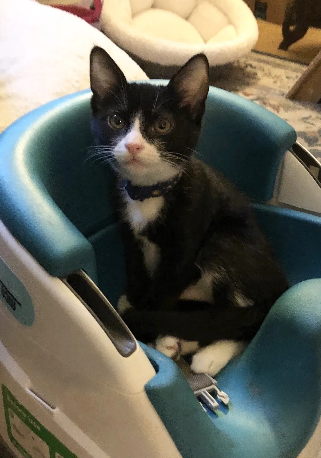 Lost cat in Los Angeles, CA, 90031