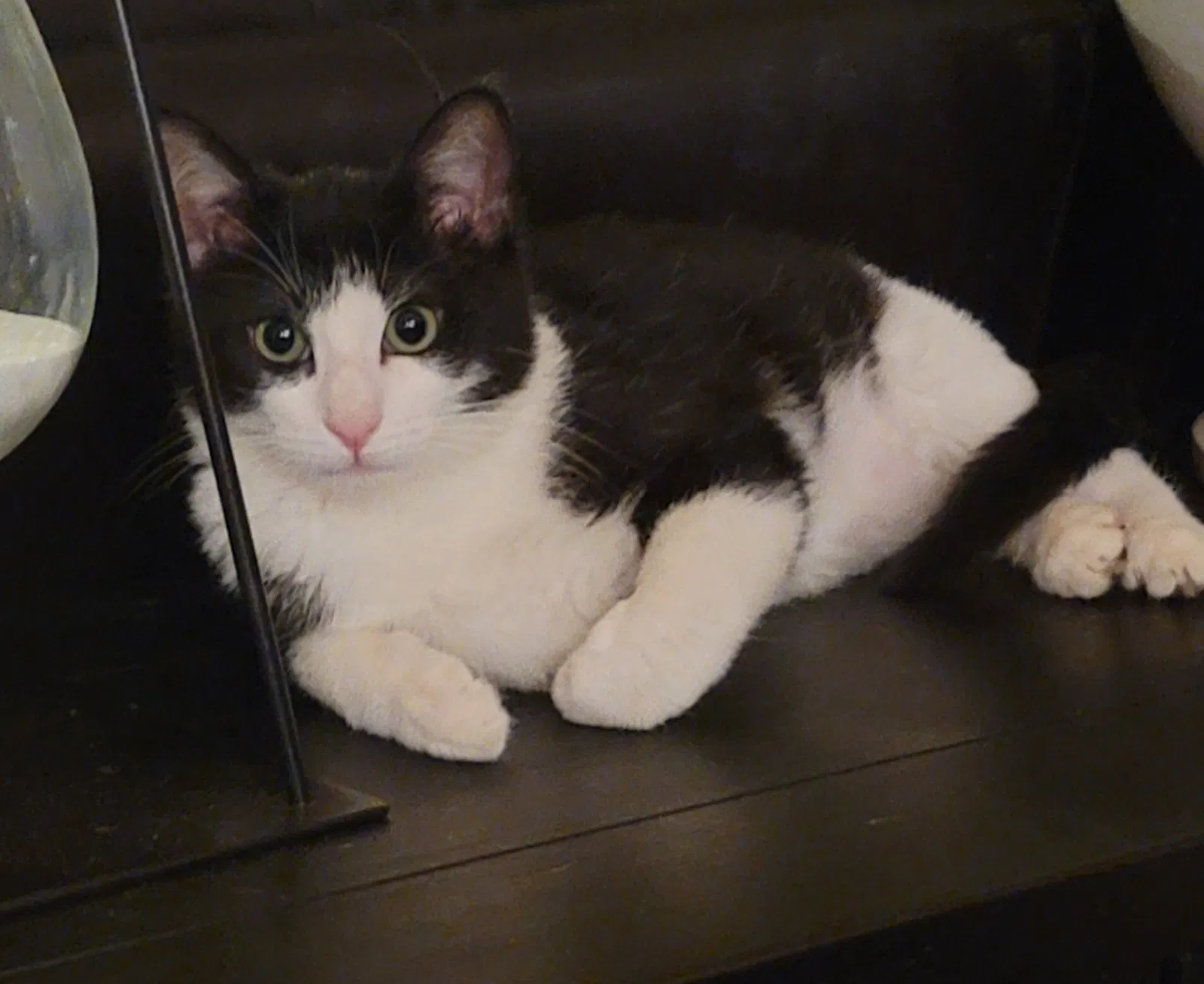 Lost cat in Unknown, CA, 92434