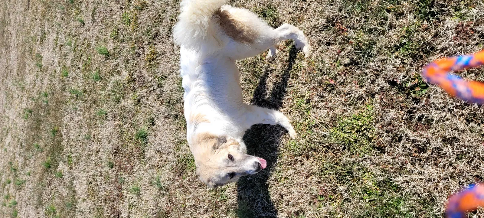 Found dog in Sevierville, TN, 37862