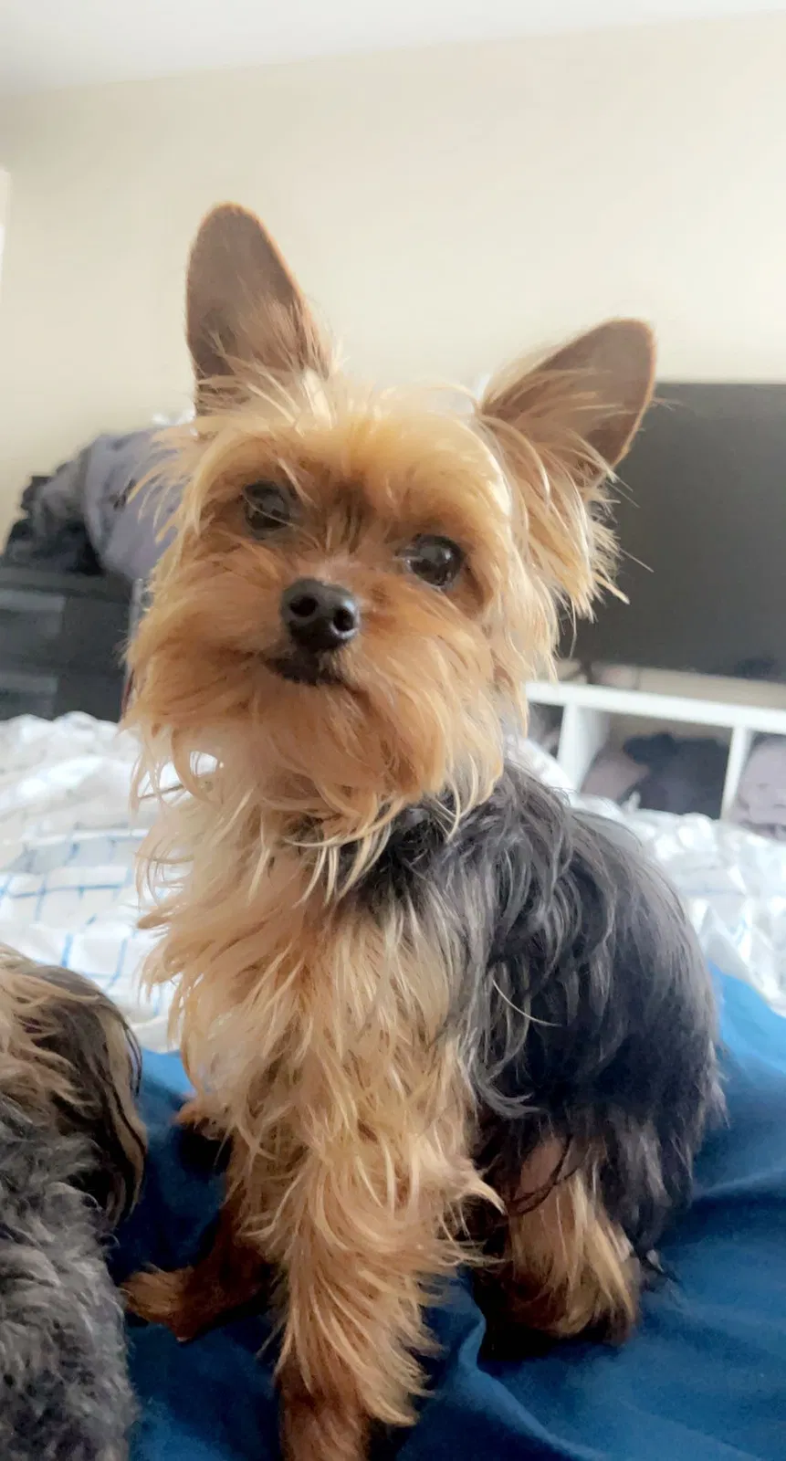 Lost dog in Carlsbad, CA, 92009