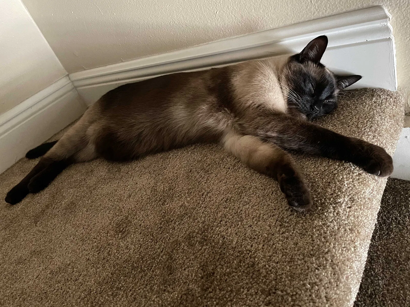 Lost cat in Hollywood, FL, 33026